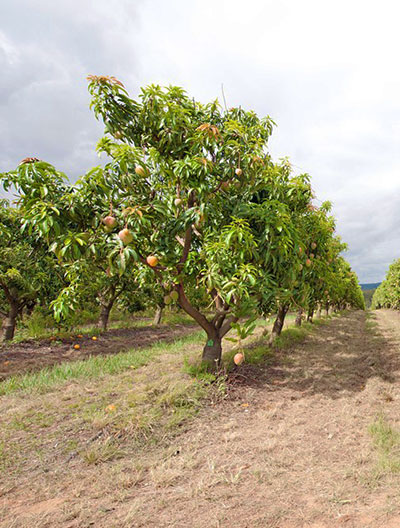 Honey Gold mangoes are produced in five Australian states now, for national distribution.