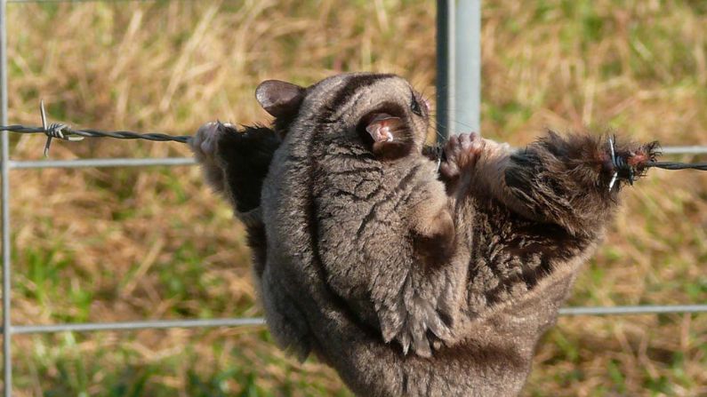 Barbed wire fences can snare and kill endangered mahogany gliders in far north Queensland. Image by Wildlife Queensland's Daryl Dickson, who rescued this glider. Mahogany glider trapped in barbed wire Daryl Dickson 795x447px
