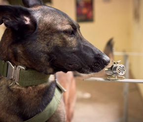 Detector dog checks out a Remote Air Sampling for Canine Olfaction (RASCO) system that aims to replace detector dogs in certain situations (Image adapted from reference 17).