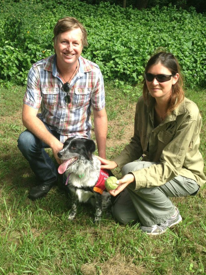 Wildlife detector dog ‘Maya’ with trainer Gary Jackson and researcher Romane Cristescu.