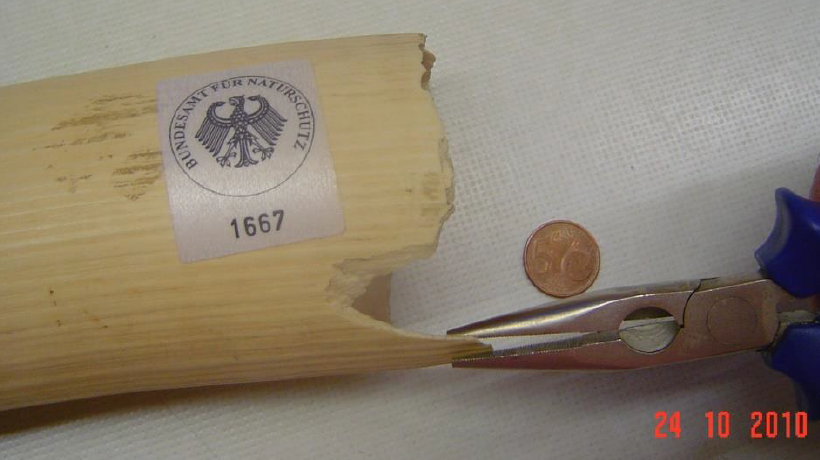 Sampling of ivory from the proximal end of the tusk. Image from reference 29.