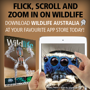 Download Wildlife Australia app from Apple Newsstand, Google Play, iTunes or www.pocketmags.com