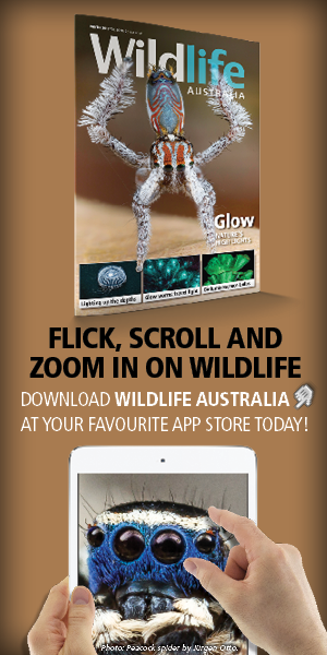 Download Wildlife Australia app from Apple Newsstand, Google Play, iTunes or www.pocketmags.com