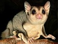 Mahogany glider Petaurus gracilis Daryl Dickson