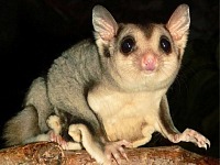 Mahogany glider Petaurus gracilis Daryl Dickson
