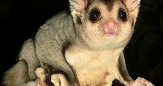 Mahogany glider Petaurus gracilis Daryl Dickson